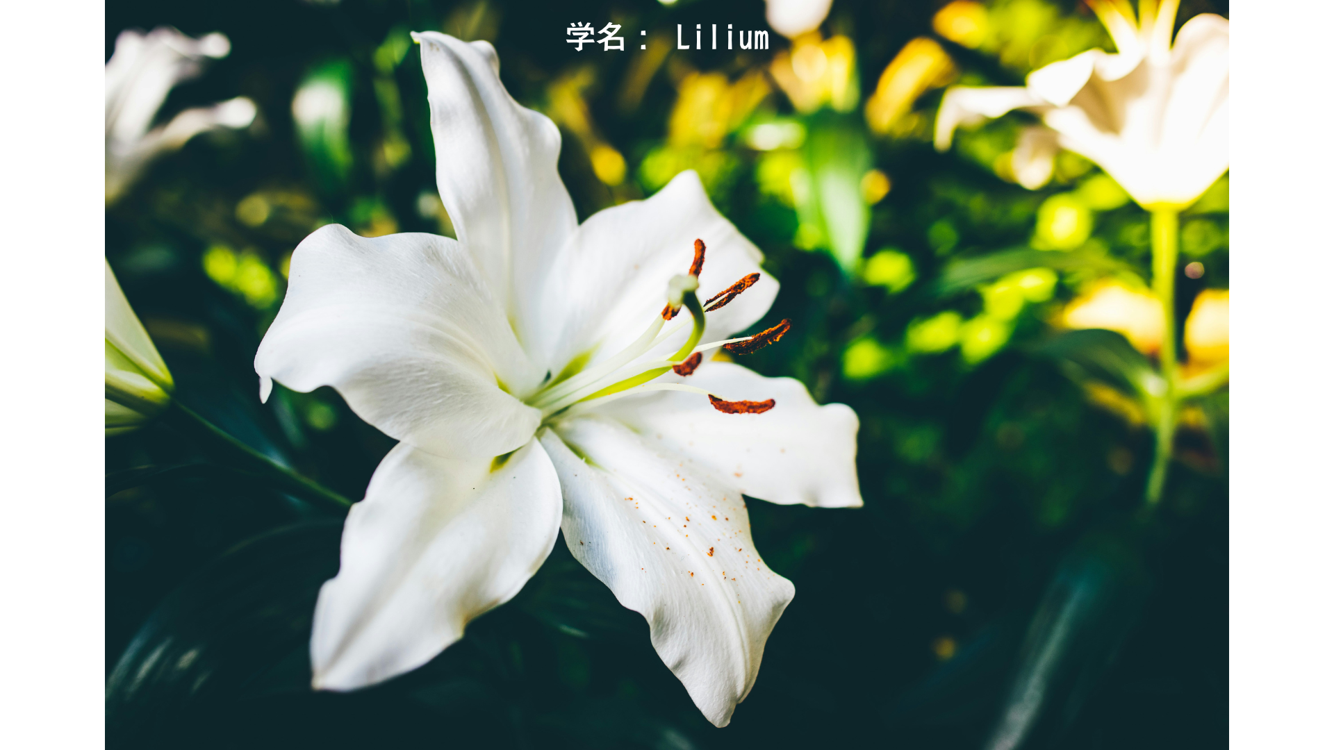 ヘラと百合：結婚と嫉妬の女王と白き花　アイキャッチ