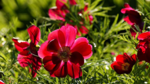 春ごとに咲く、赤い記憶