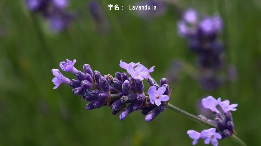 学名： Lavandula