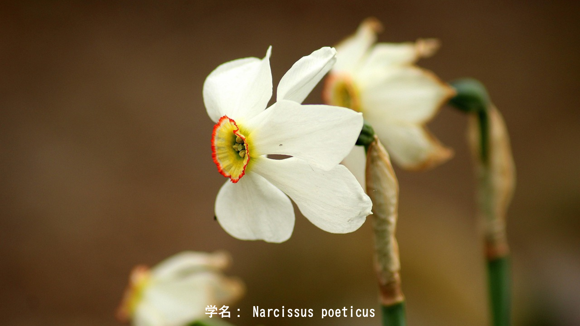 ナルキッソスと水仙：水面に映る美しき青年の悲劇　アイキャッチ