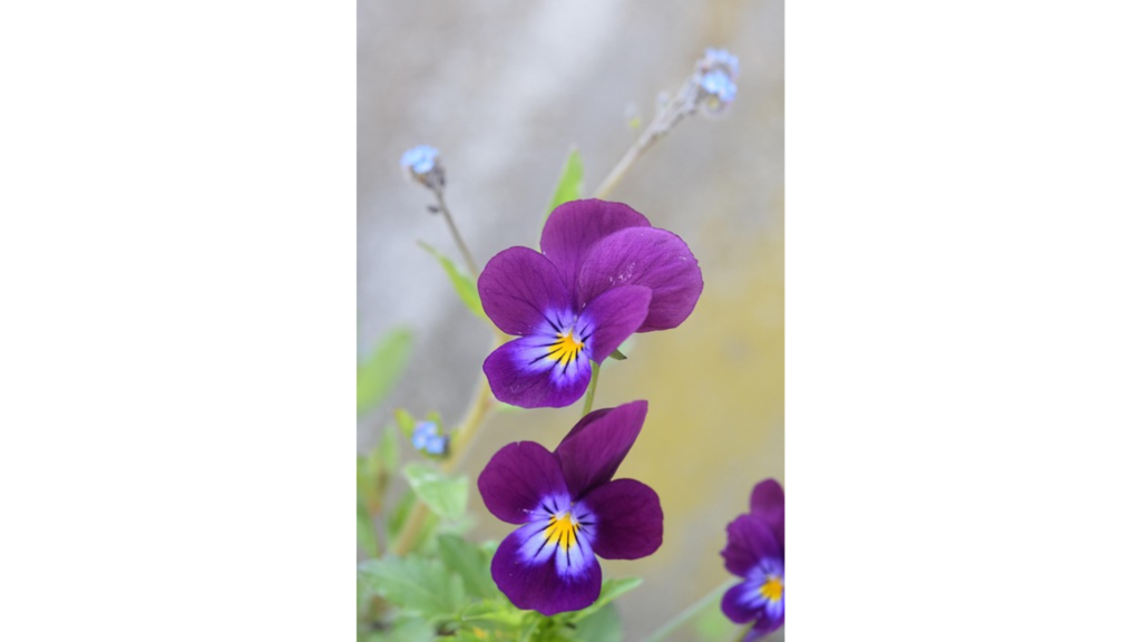 スミレの花の構造 - 五枚の花びらと甘い香り