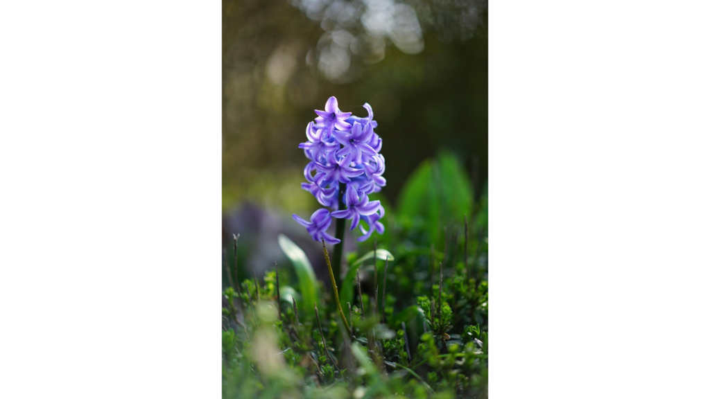 Hyacinthus orientalis