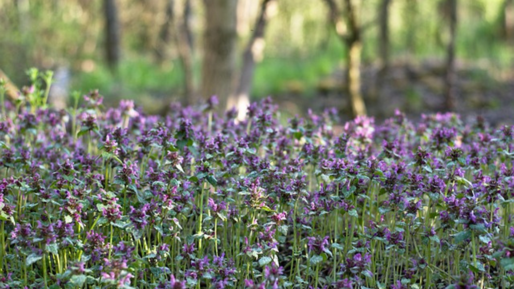 ゼウスがイオのために創ったスミレの花