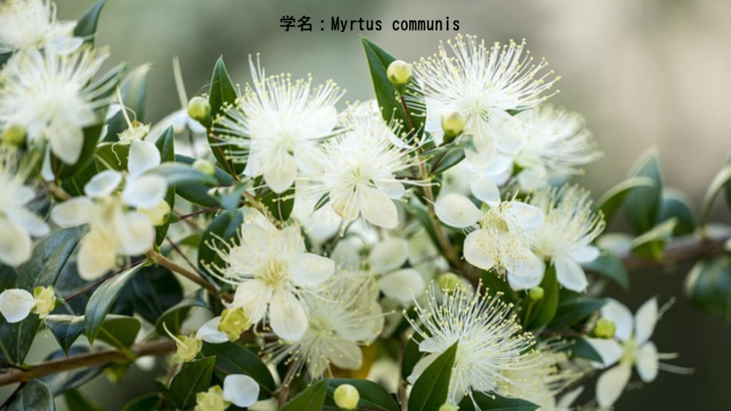 学名:Myrtus communis