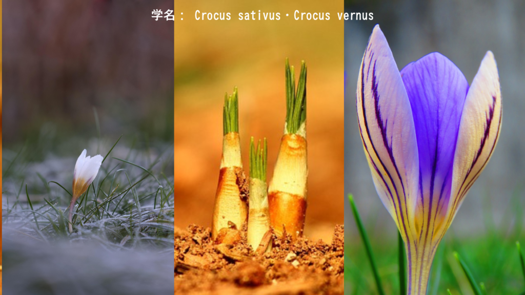 Crocus sativus・Crocus vernus