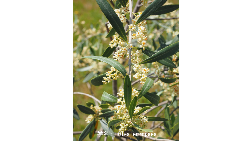 学名: Olea europaea 花