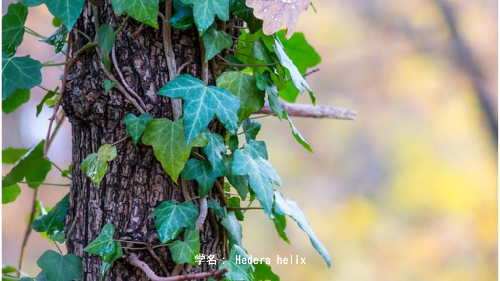 蔦の特性 学名: Hedera helix