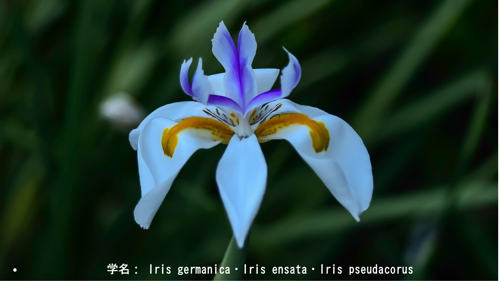 イーリスとアイリス：虹の女神と水辺に咲く紫の花　アイキャッチ