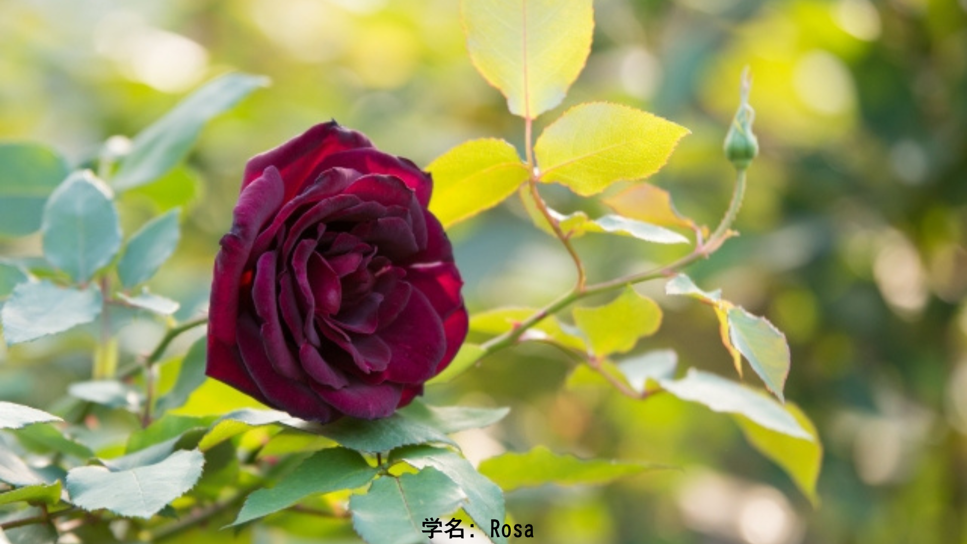 ラーフ(北交点)に捧げる暗色の花とドゥルヴァ草 – 影の惑星神と幻影の植物学　アイキャッチ