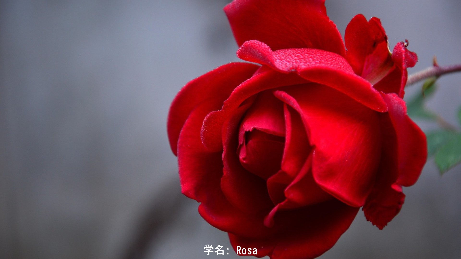 フレイヤ(北欧神話)とバラ・リンゴ – 愛と戦いの女神と琥珀の涙の物語