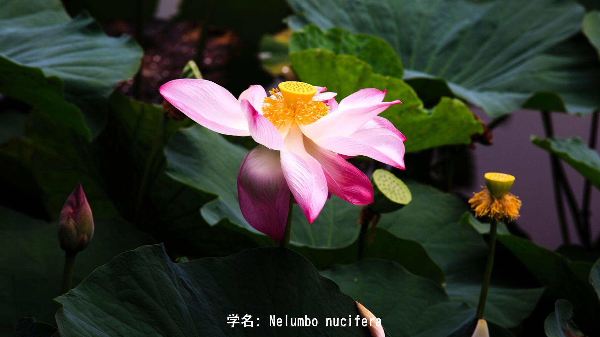 スーリヤ(太陽神)と赤い蓮・ルビーバジル – 黄金の戦車と太陽の花の物語　アイキャッチ