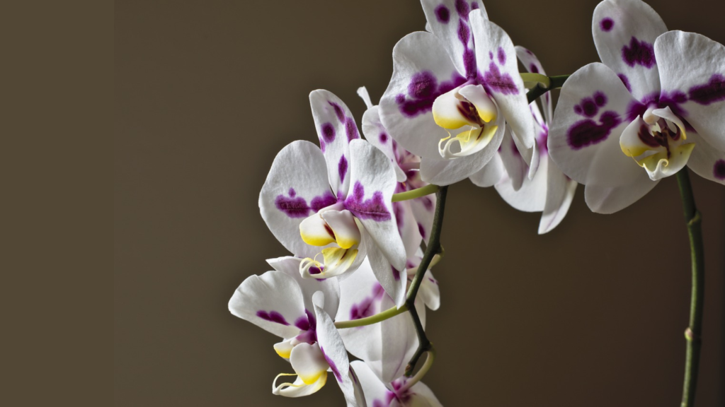 バンダ・プシュパム(多色のラン)