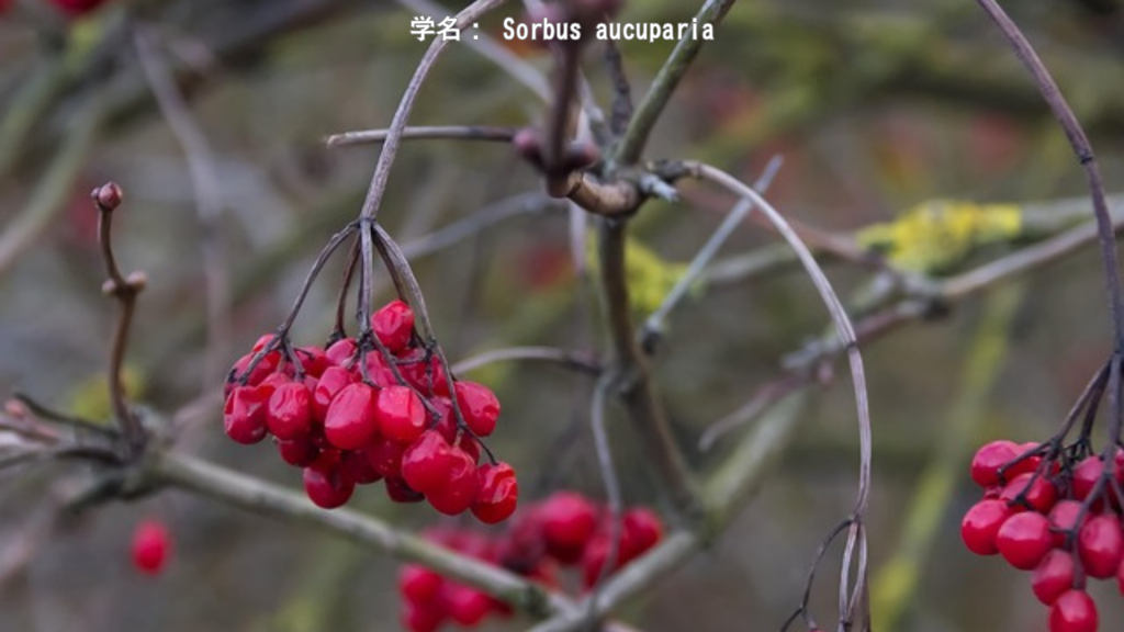 ナナカマドの名前の由来 - 七度焼いても残る木