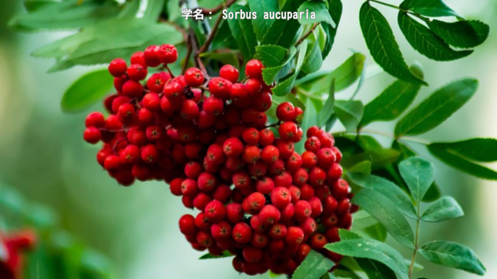 ローワンの木 - 赤い実をつける魔除けの聖樹