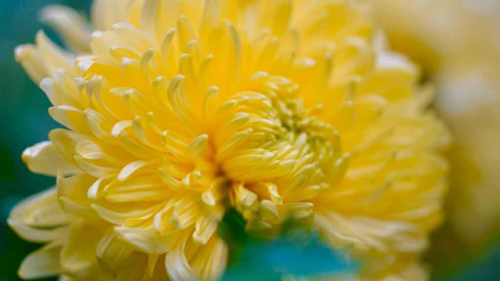 ブリハスパティと黄色い花の物語