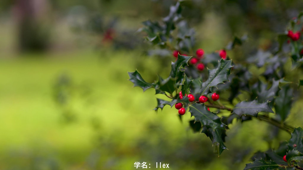 赤い実をつけた冬のヒイラギ、冬の王の象徴、常緑広葉樹