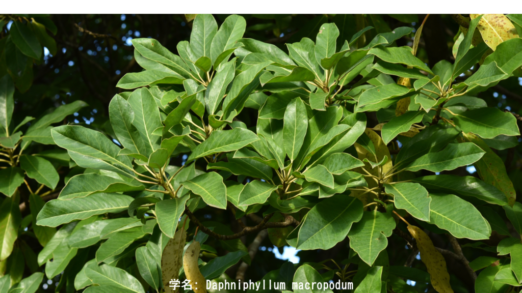 ユズリハ – 世代を超える緑