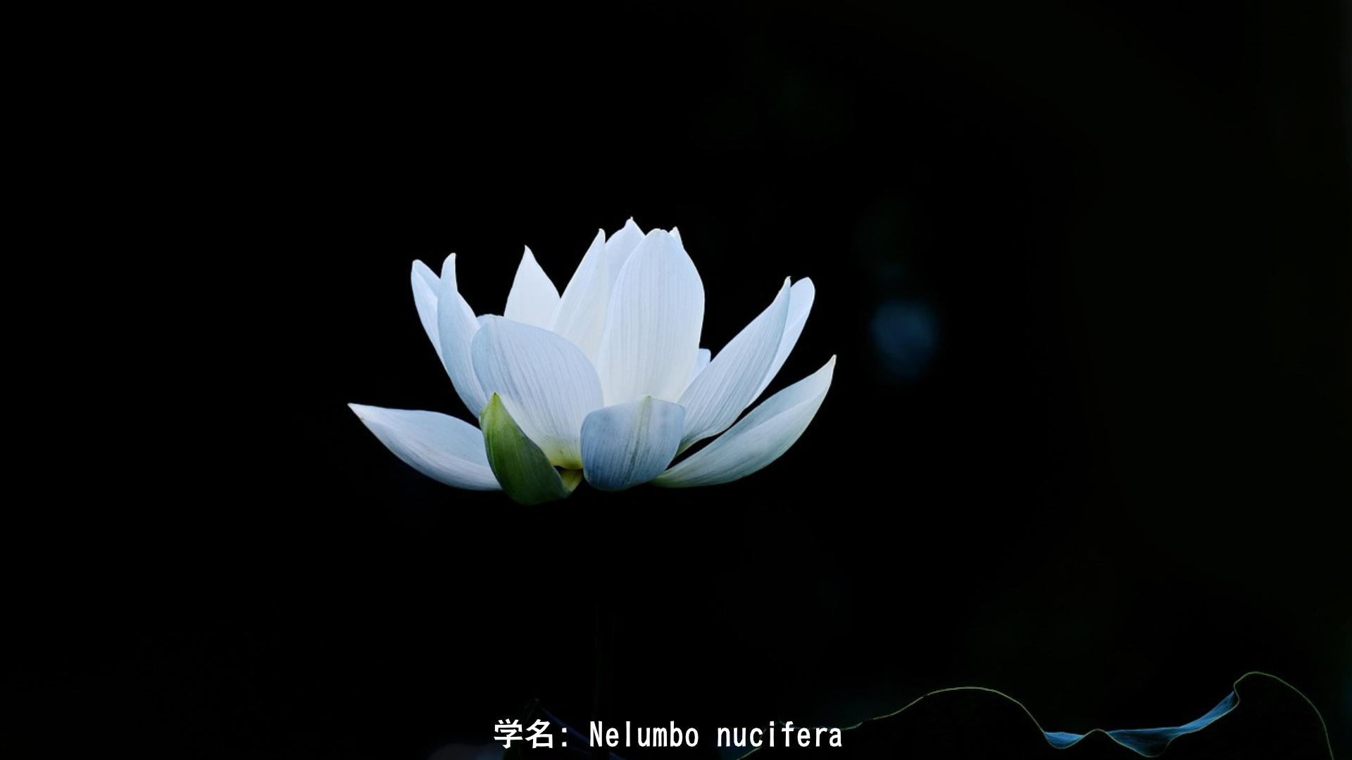 シュクラ(金星神)と白い蓮、香りの花 – 阿修羅の師と純白の恵みの物語　アイキャッチ