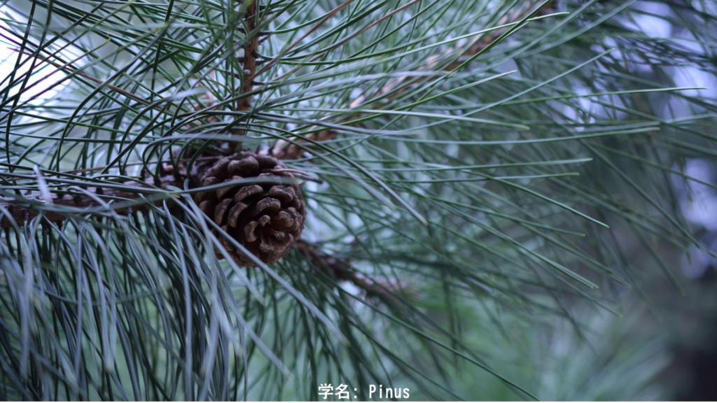 雪の中の松の木、冬至の象徴、不変の強さを示す常緑樹