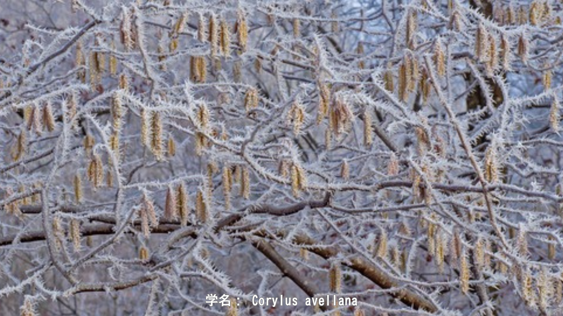ルーとハシバミの木 – 知恵の泉と光の神　アイキャッチ