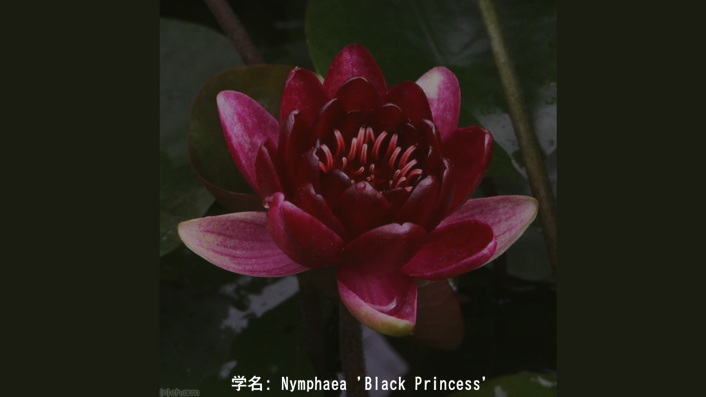 学名: Nymphaea 'Black Princess'