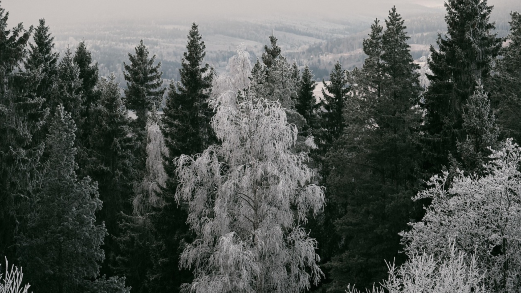常緑樹——冬に緑を保つ木々