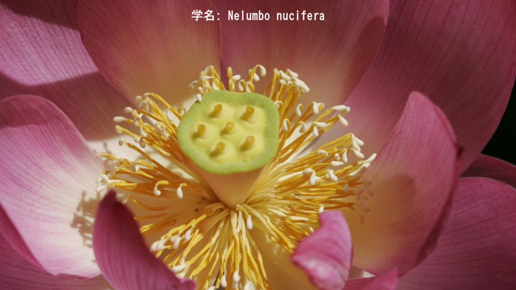 ラクタ・パドマ(赤い蓮) - Rakta Padma