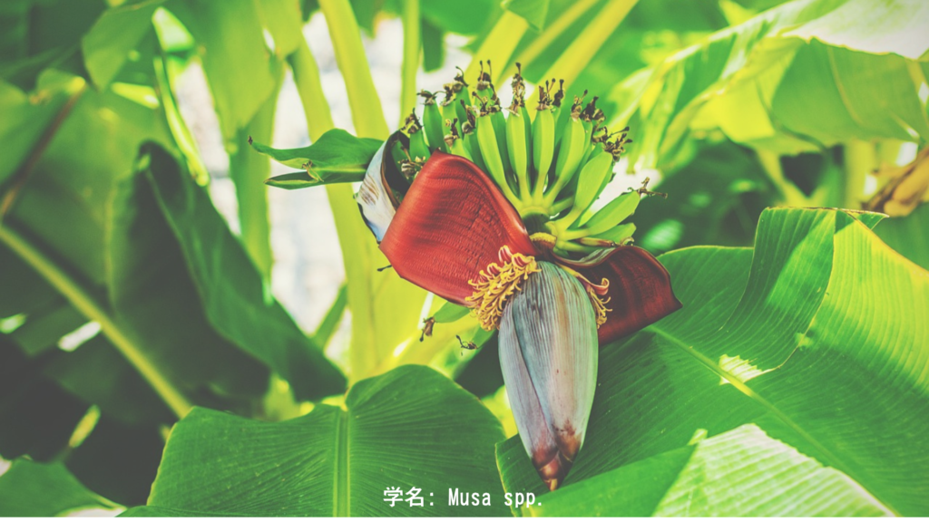 バナナの木と葉 - Banana Tree