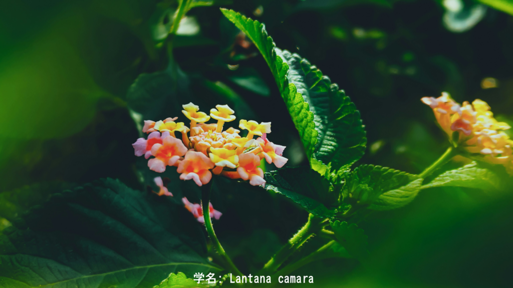 多色の花々(ランタナ)