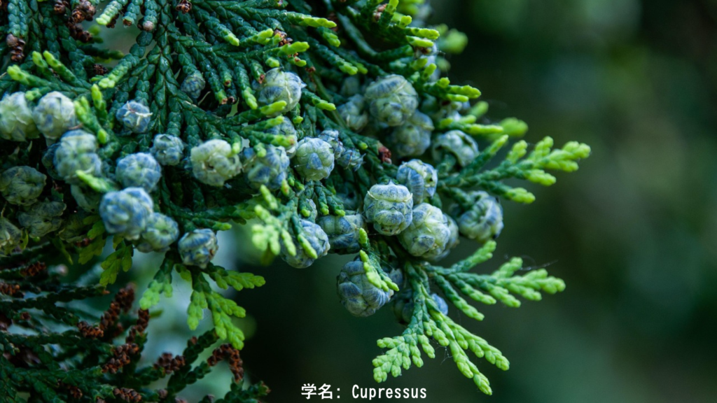 冬に緑を保つ糸杉、永遠と哀悼の象徴、常緑針葉樹