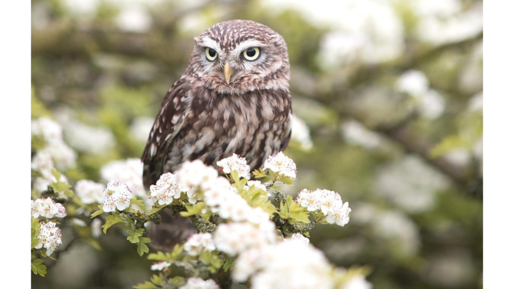 フクロウへの変身 - 罰あるいは解放