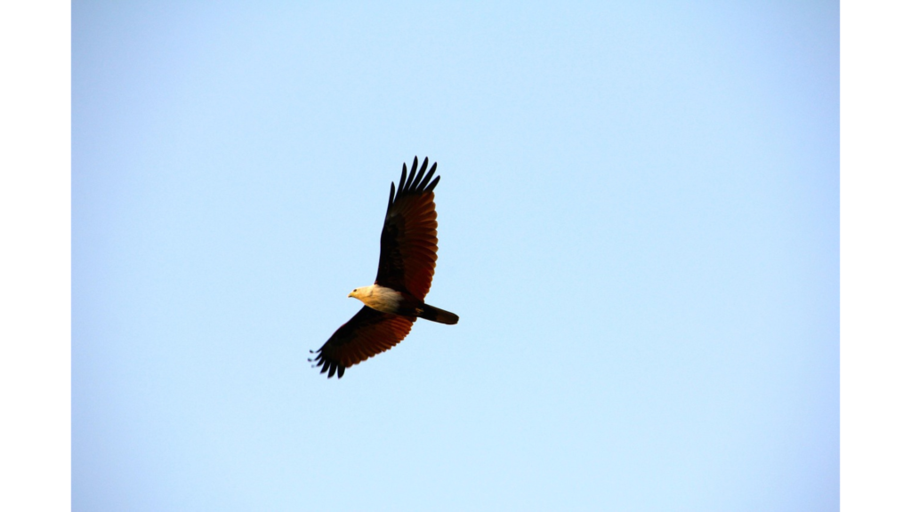 鷲になった王子