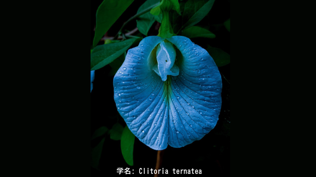 アパラージタ(蝶豆) – ラーフに捧げる深い青の花