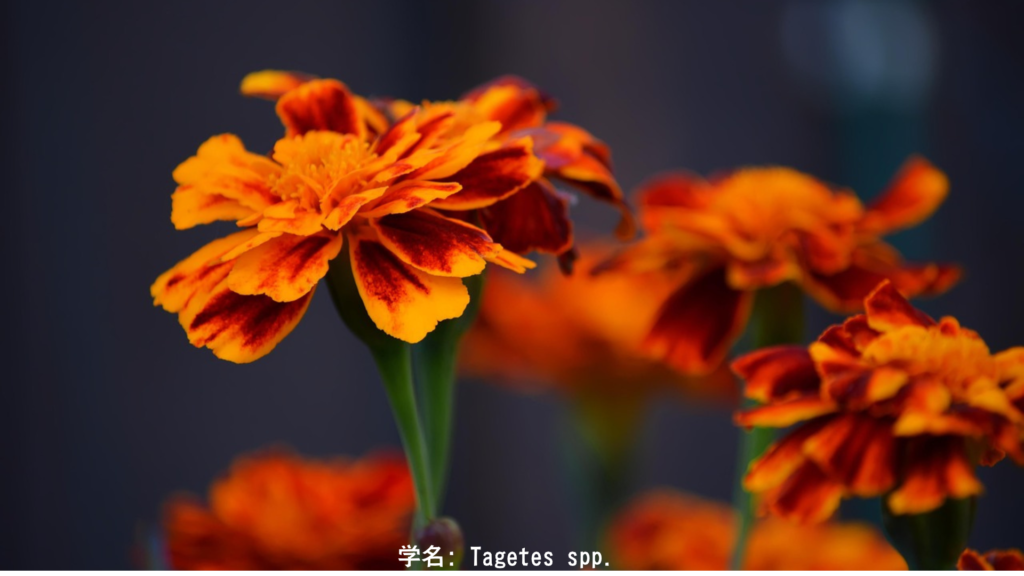 多色の花々(マリーゴールド)