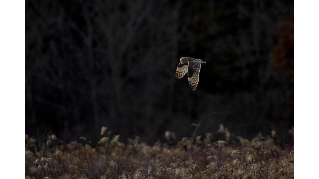 フクロウへの変身 - 罰あるいは解放