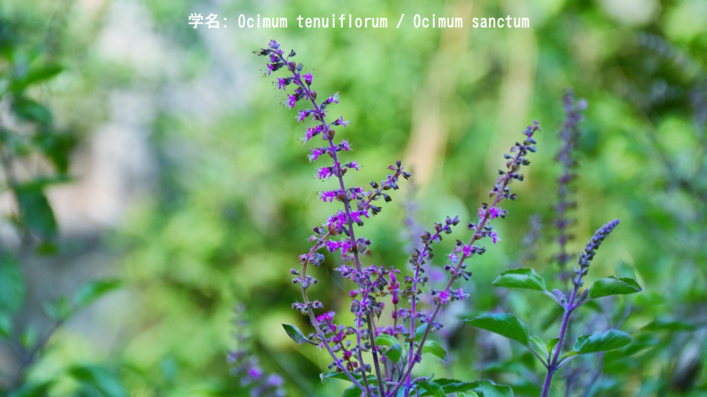 クリシュナ・トゥルシー/ルビーバジル - Krishna Tulsi