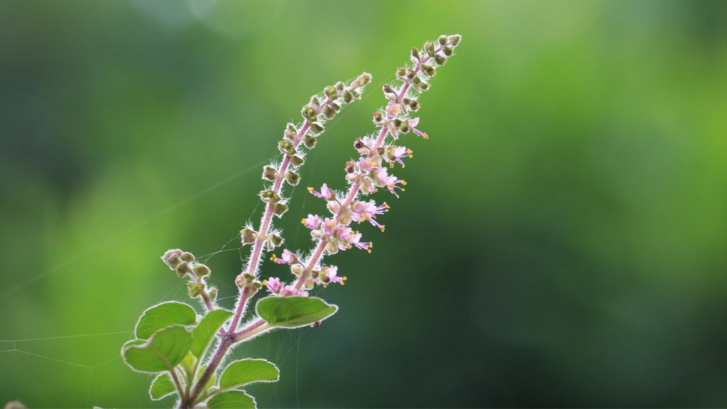 花にまつわる具体的な伝説