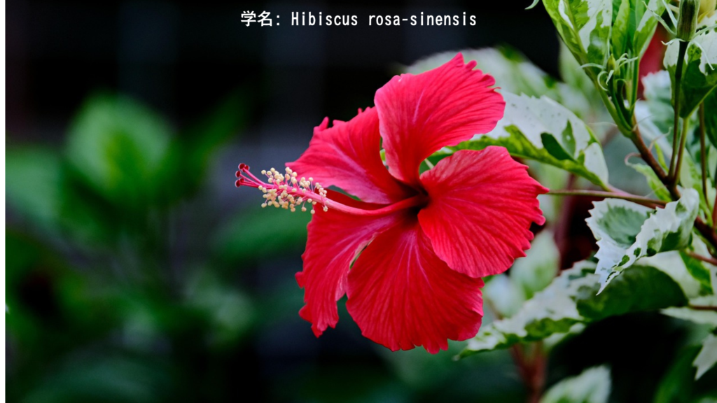 ジャパークスマ(ハイビスカス) - Japakusuma