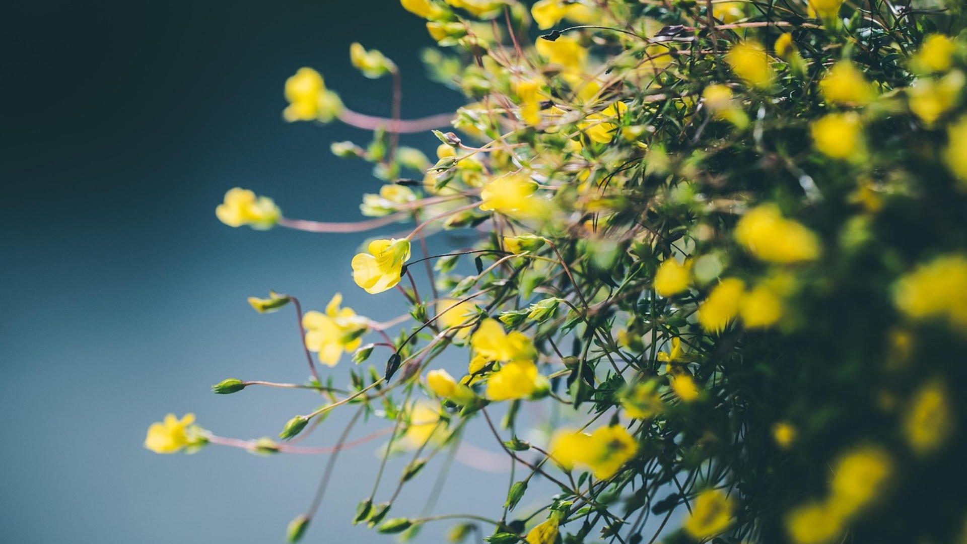 ブロデュウェッズ – 花から生まれた女性の悲劇　アイキャッチ