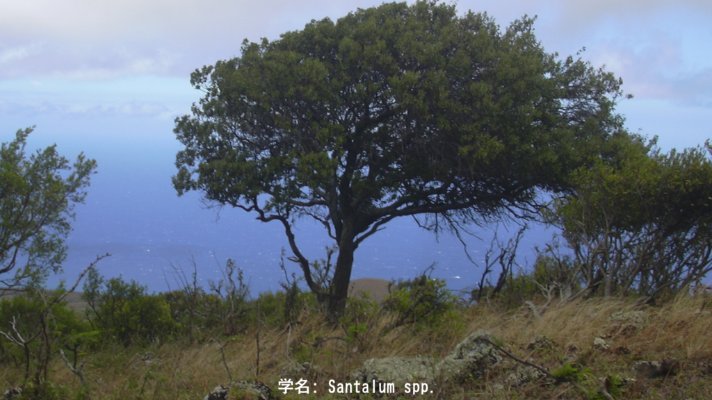 白檀(チャンダン) - Sandalwood