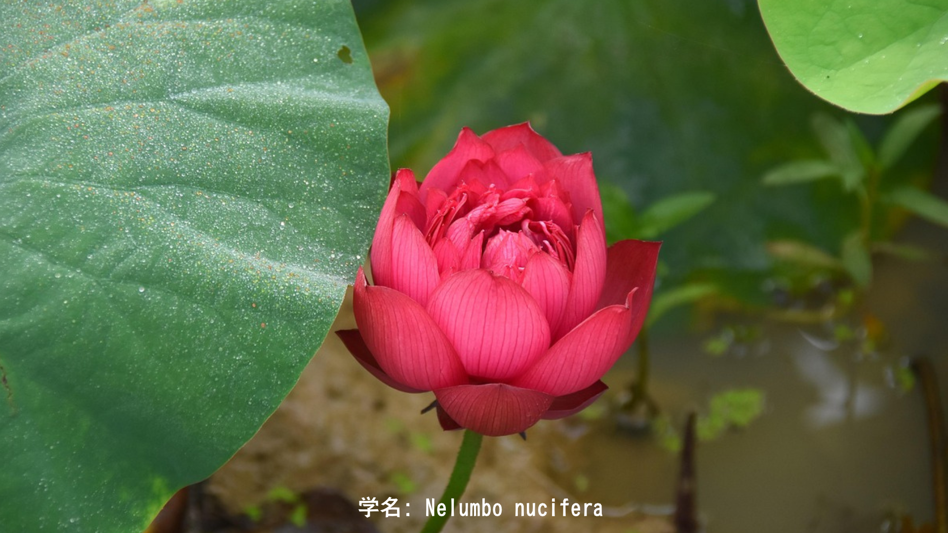 【インド神話】パールヴァティーと赤蓮の物語：愛と献身の女神と情熱の花　アイキャッチ