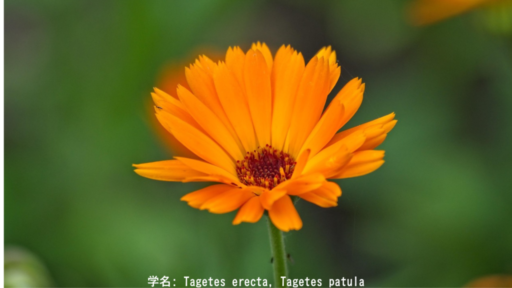 木星の繁栄を象徴する黄金色のマリーゴールド