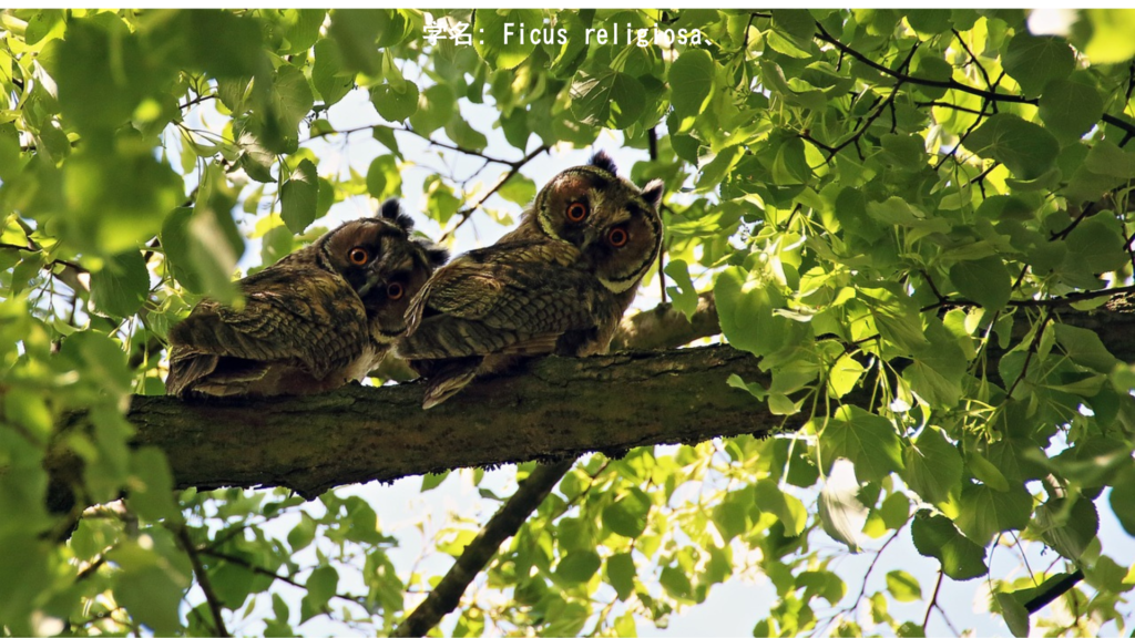 学名: Ficus religiosa