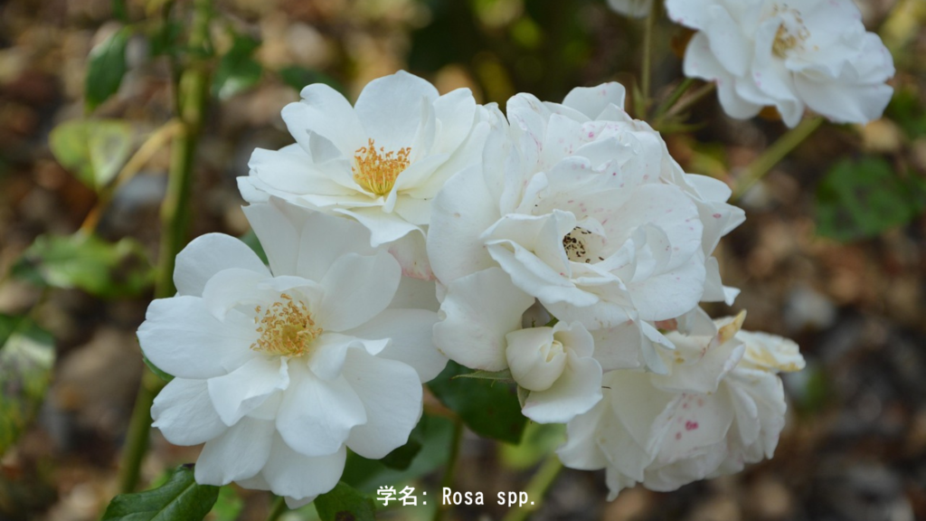 純粋な愛を表す白いバラ、シュクラへの供物