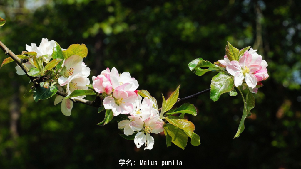 リンゴの植物情報