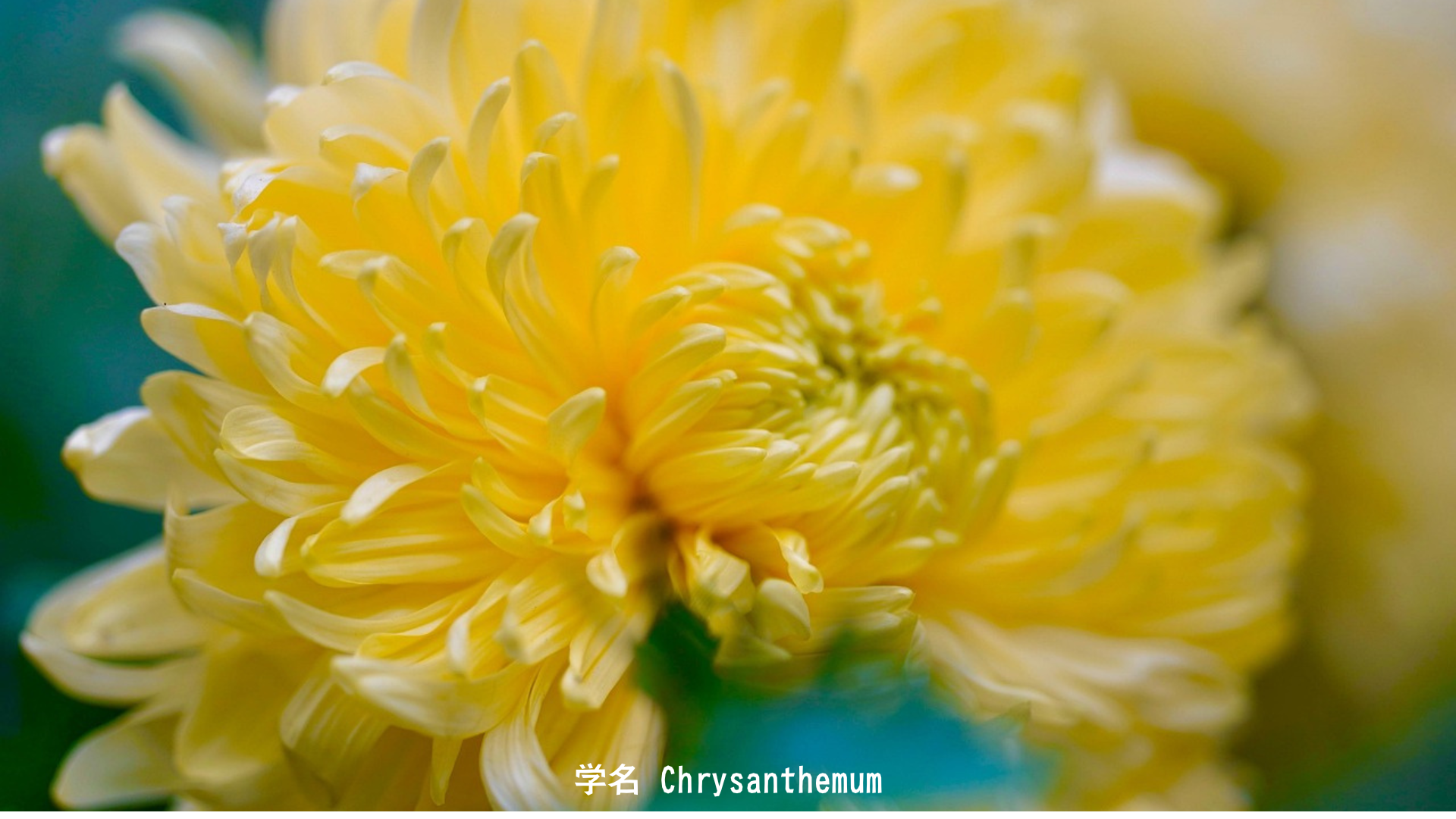 グル/ブリハスパティ(木星神)と黄色い花 – 神々の師と黄金の恵みの物語　アイキャッチ