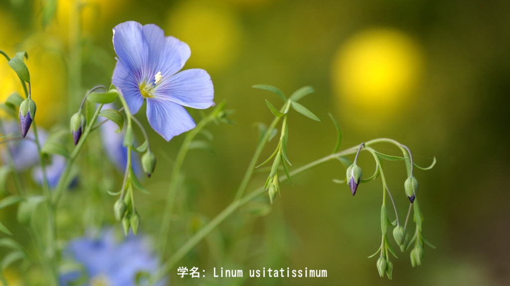 亜麻の花 – フレイヤの別名ホルンが意味する運命の糸の植物
