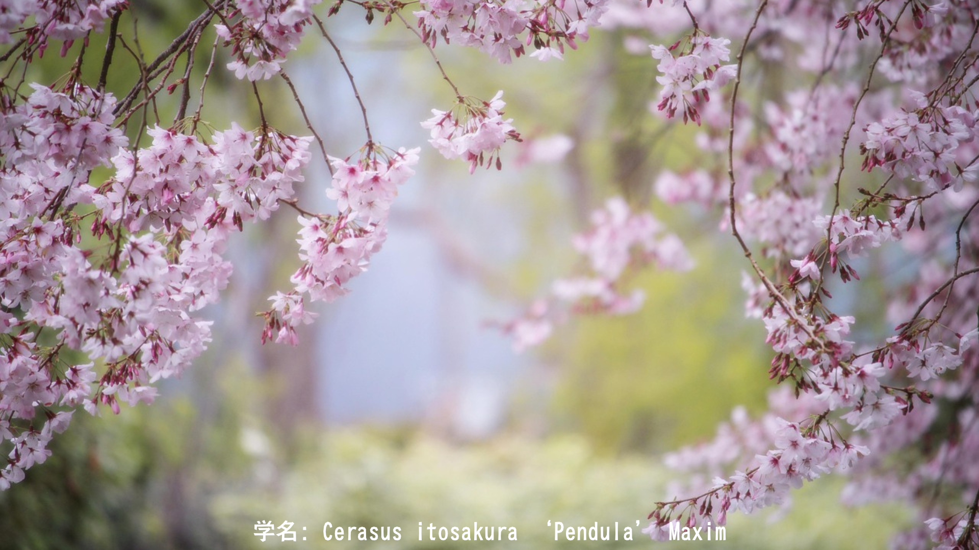 木花咲耶姫(コノハナサクヤヒメ)と桜 – 火中出産の女神と富士山信仰　アイキャッチ