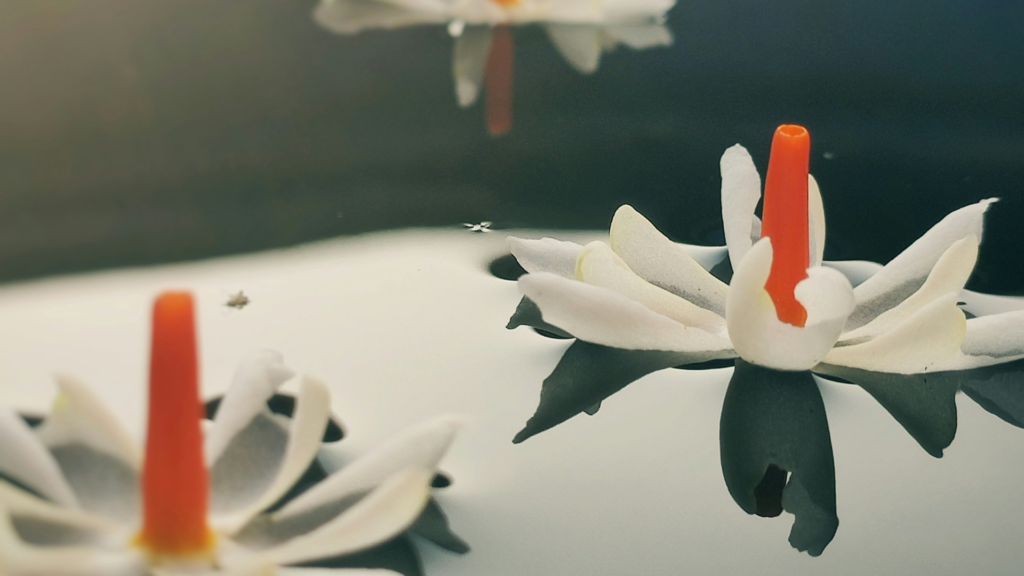 夜に咲き香りを放つパーリジャータ