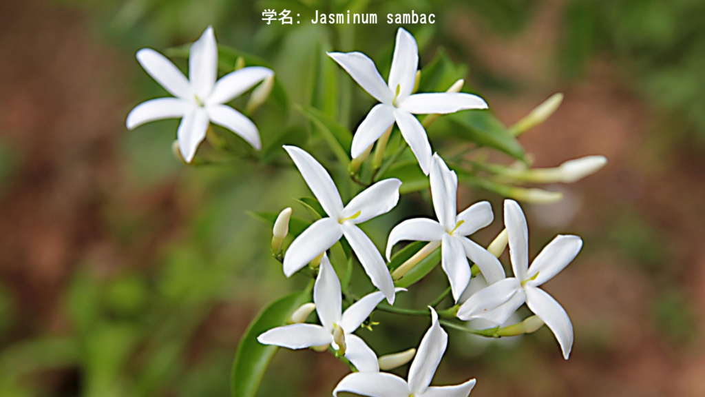 愛と美を象徴する白いジャスミン、金曜日の供花